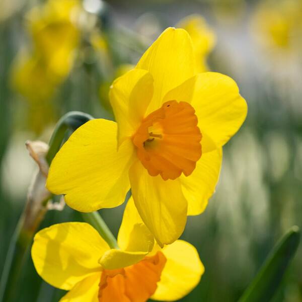 Garden State Bulb 16/18cm Narcissus Tazetta Cornish Dawn Daffodil Flower Bulbs (Bag of 100)