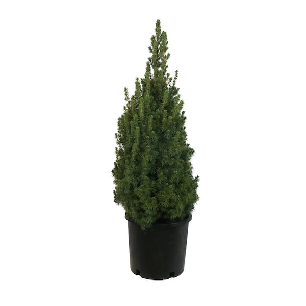 Unbranded 3.58 Gal. Picea Glauca Conica Spruce #5 - Shrub