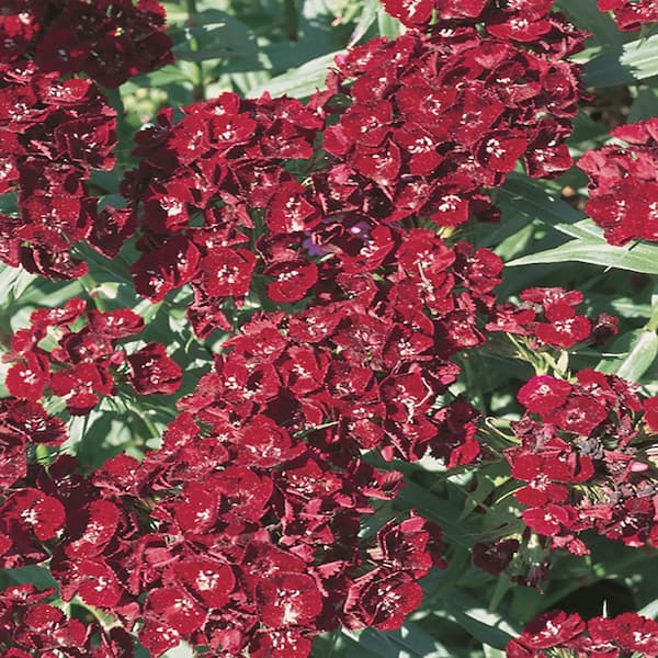 Vigoro 2.5 Qt. Rockin' Red Dianthus Perennial Plant