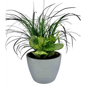 4 in. Tropical Duo Assorted Plants in EcoPot