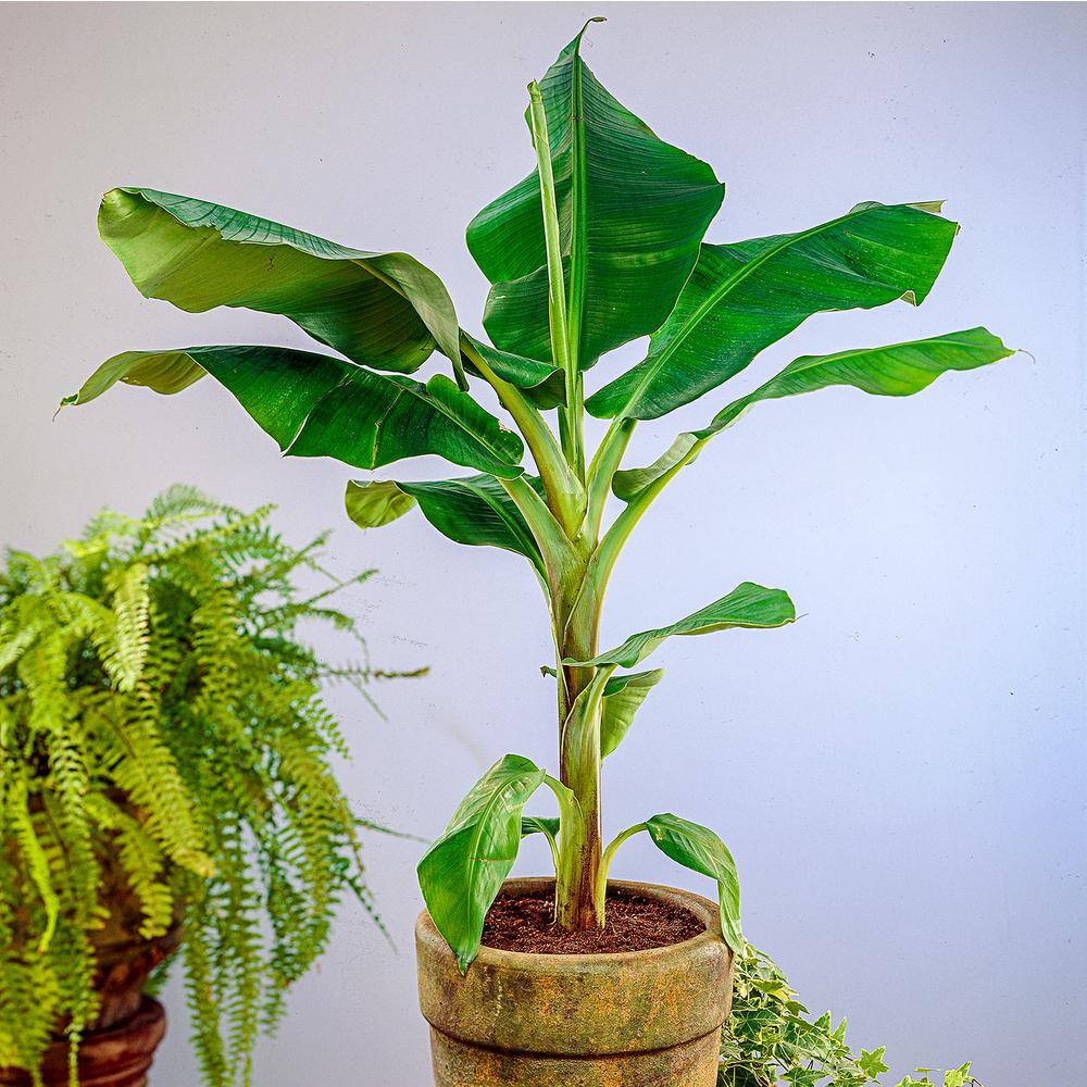 Spring Hill Nurseries Dwarf Banana Tree Musa Live Potted Tropical Plant In 3 In Pot 1 Pack 67173 The Home Depot