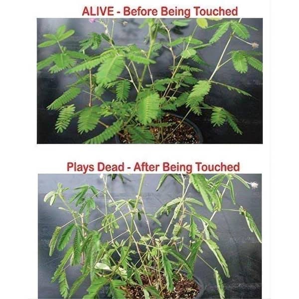 self plant watering device Spider Farmer 4 Self-watering System Kits