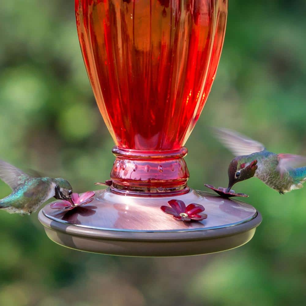 Red Daisy Glass Hummingbird Feeder with Copper Base, 18oz