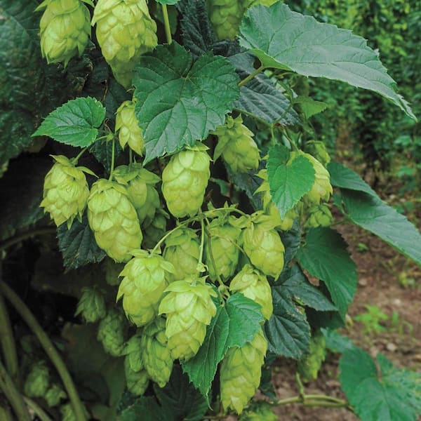 Cascade Hops Vine Dormant Bare Root Starter Plant (1-Pack)