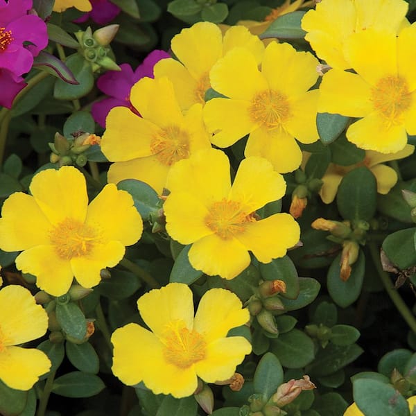SMART PLANET SP PORTULACA MEGA PAZZAZ GOLD 2.5 qt. Plant 1007455220 - The  Home Depot