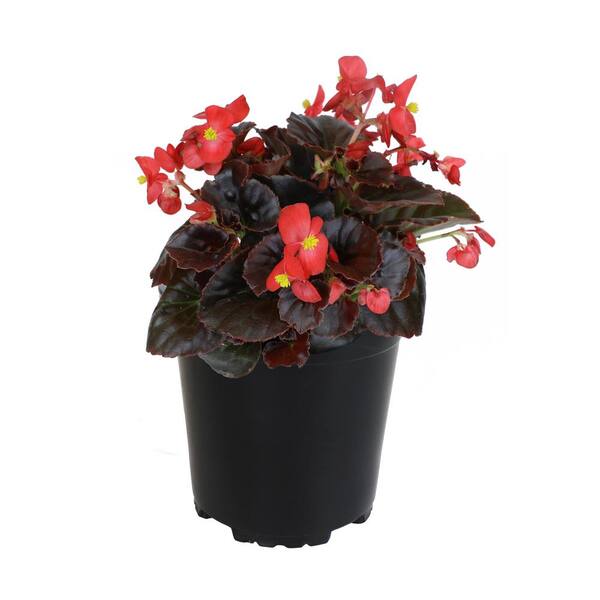 ALTMAN PLANTS Big Begonia 2.6 Qt. Red 19651 - The Home Depot