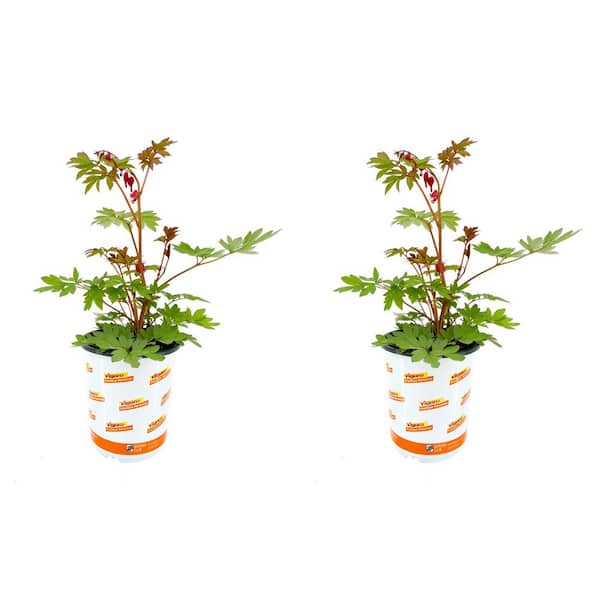 Vigoro 2.5 Qt. Dicentra Valentine Bleeding Heart Perennial Live Plant with Red Flowers (2-Pack)