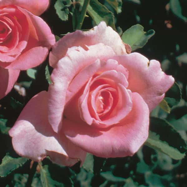 ALTMAN PLANTS 8 QT. True Bloom True Inspiration Rose with Pink Flowers
