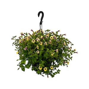 4.73L. Torenia Moon Yellow Flower 10 in. Hanging Basket