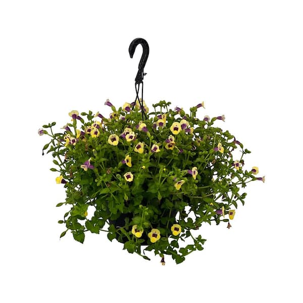 Pure Beauty Farms 4.73L. Torenia Moon Yellow Flower 10 in. Hanging Basket