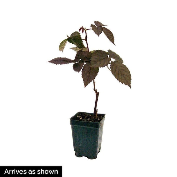 DIRECT GARDENING Boyne Red Raspberry Bush Potted Fruit Bearing