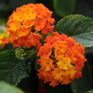 2.5 in. Orange Bloom Lucky Flame Lantana Plant (3-Piece)