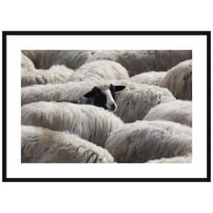 "The Sheeps Gaze" by Massimo Della Latta 1-Piece Wood Framed Color Animal Photography Wall Art 30 in. x 41 in.
