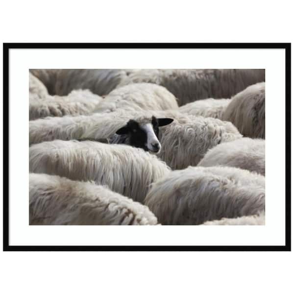 Amanti Art "The Sheeps Gaze" by Massimo Della Latta 1-Piece Wood Framed Color Animal Photography Wall Art 30 in. x 41 in.
