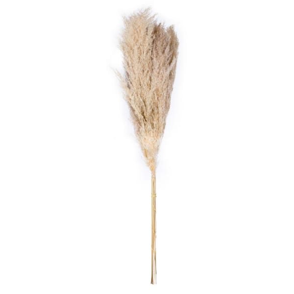 Vickerman 46 in. Tan Dried Natural Pampas Grass, Pack of 6