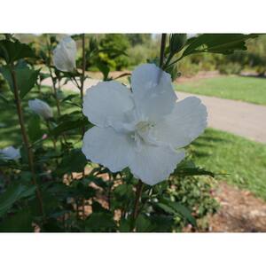 1 Gal. White Pillar Rose of Sharon (Hibiscus) Live Shrub with White Flowers