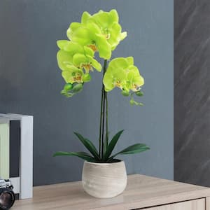 20 in. Green Artificial Phalaenopsis Orchid Flower Arrangement in Clay Pot