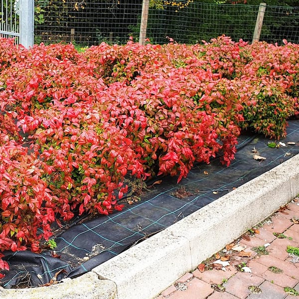 Perfect Plants 3 Gal. Nandina Firepower - Heavenly Bamboo Shrub (2