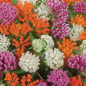 Mixed Colors Asclepias Monarch Blend Bulbs (9-Pack)