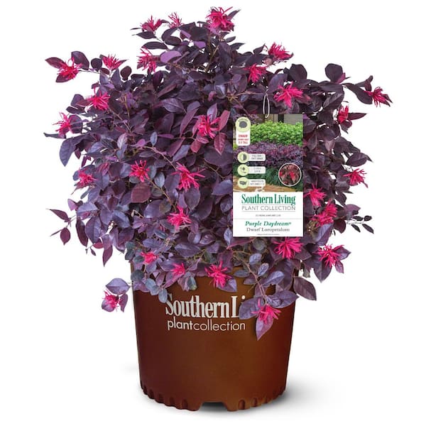 2 Gal. Purple Daydream Dwarf Loropetalum, Evergreen Shrub with Purple Foliage, Pink Ribbon Blooms