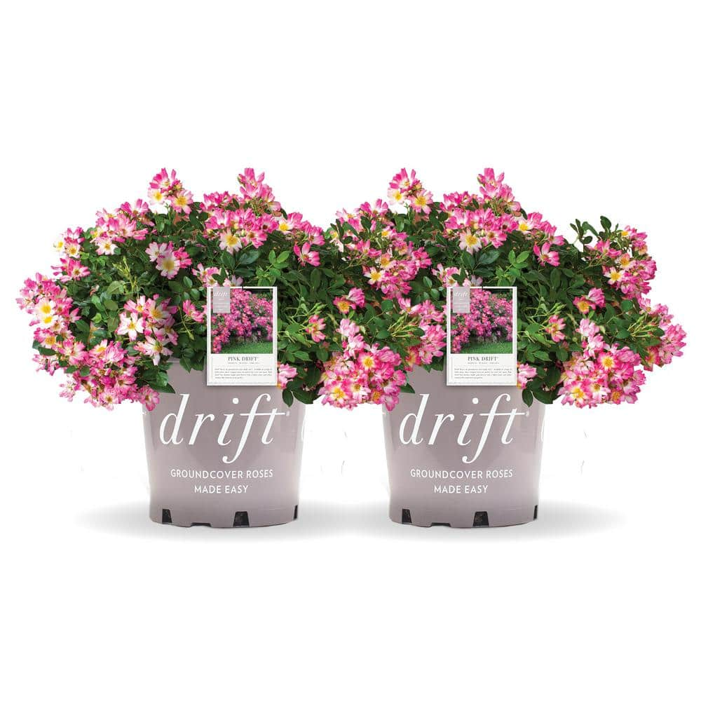 Drift 1 Gal. Pink Drift Rose Bush with Pink Flowers (2-Pack) THD00080 ...