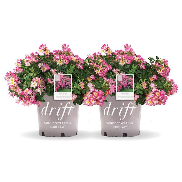 Drift 1 Gal. Pink Drift Rose Bush with Pink Flowers (2-Pack)