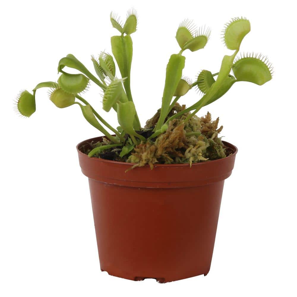 plants88さま専用 Costa Farms 3 in. Dionaea Venus Flytrap Shop Horrors Plant VT03MH