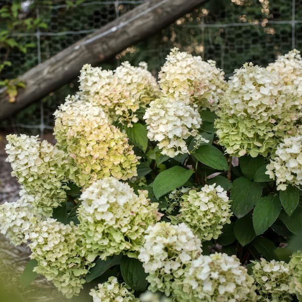 national PLANT NETWORK 2 gal. Hydrangea Little Hottie Tree HD3215