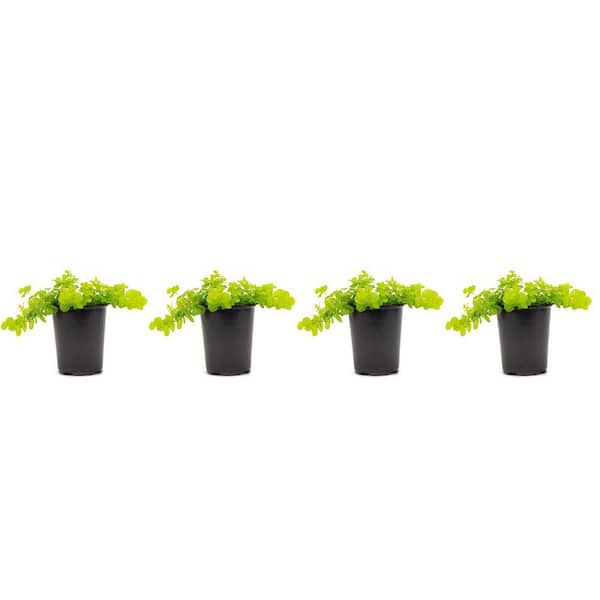 VIGORO 1 QT. Accent Lysimachia Creeping Jenny Green Perennial Plant