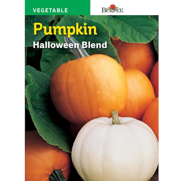 Burpee Pumpkin Halloween Mix Seed