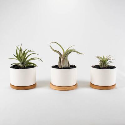 Air Plant Trio (Tillandsias) - Live Plants in 3.3 in. Round White Color Ceramic Pot Set w/ White Stone (3-Pack)