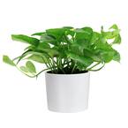 Pothos Indoor Plant in 6 in. White Cylinder Pot, Avg. Shipping Height 1-2 ft. Tall