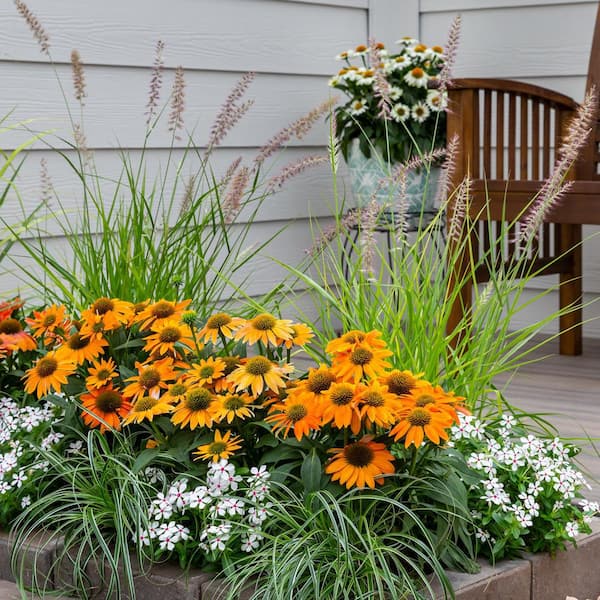 2 Qt. Artisan Soft Orange Cone Flower Echinacea Perennial Plant (3-Pack)
