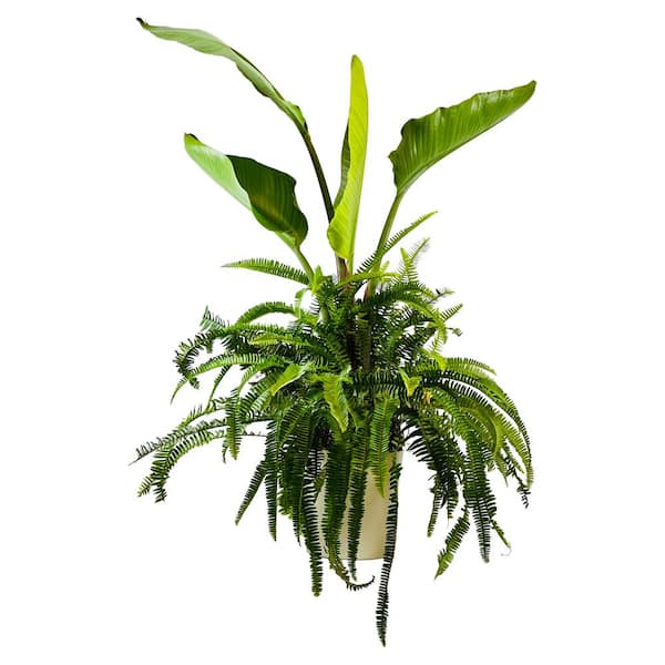 Pure Beauty Farms 1.9 Gal.Fern Bird of Paradise Combo Plant Plant in 9.25 In. Designer Pot