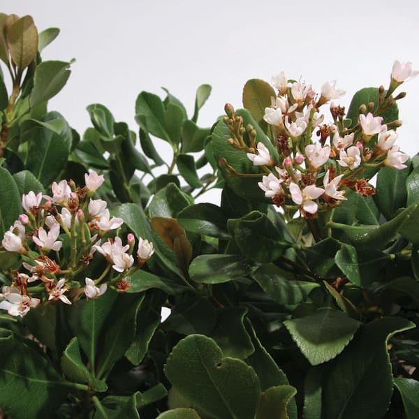2.5 Qt. Eleanor Taber Indian Hawthorn, Live Evergreen Shrub, Pink Blooms