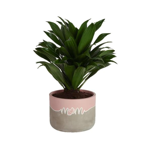 Costa Farms Grower's Choice Dracaena Indoor Plant in 6 in. Decor Pot, Avg. Shipping Height 1-2 ft. Tall