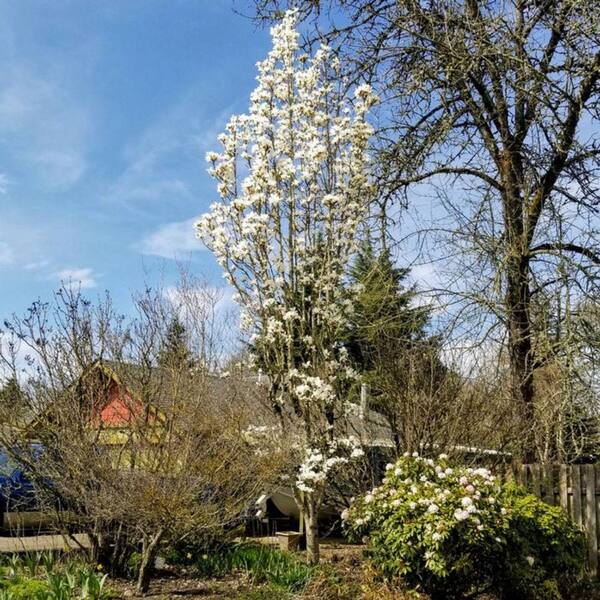 2 gal. Marilyn's Choice Deciduous Japanese Magnolia Tree with Pink