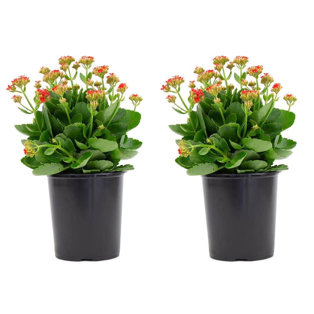 【plantsplants】P. FSQ DeLaRocha/デラロッチャ ☆ P. FSQ (vp#2 “De La Rocha”) 控えめに言ってメチャクチャ