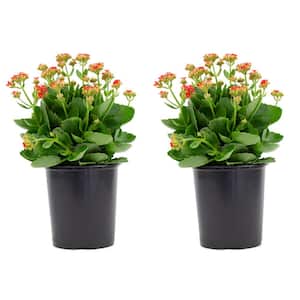 2.5 Qt. Kalanchoe Plant Pink Flowers in 6.33 In. Grower's Pot (2-Plants)