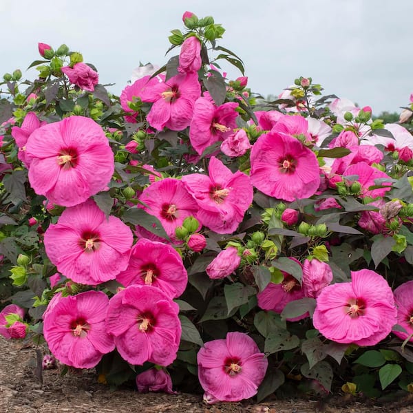 national PLANT NETWORK Head Over Heels Passion Hibiscus Plant with Red Blooms