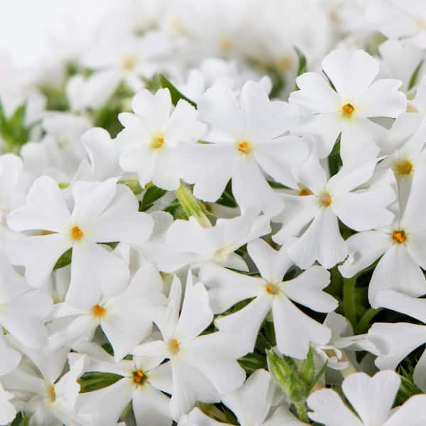 METROLINA GREENHOUSES 1.5 PT. White Phlox Subulata Perennial Plant