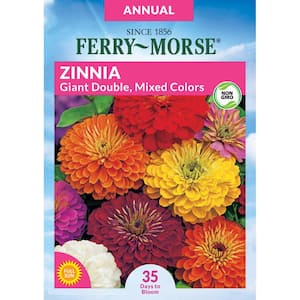 Economy Zinnia Giant Double Flowered Mixed Colors Flower Seed