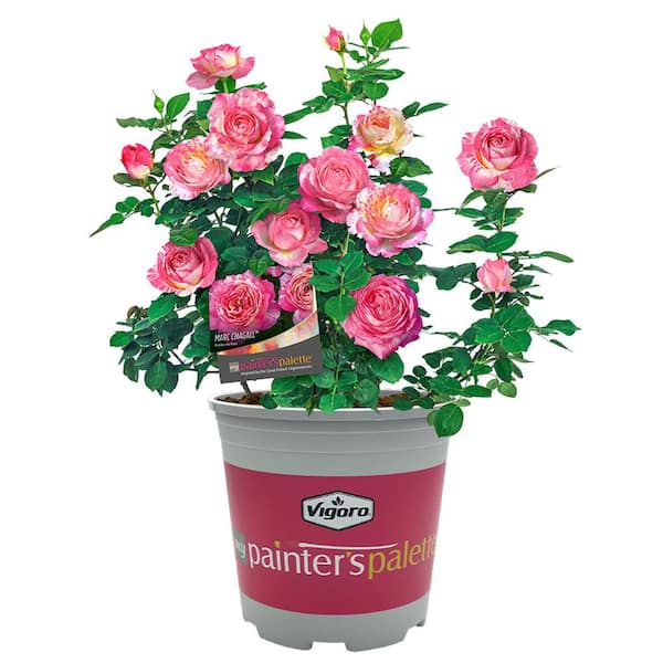 2 Gal. Marc Chagall Rose Plant with Pink and Pale Yellow Flowers