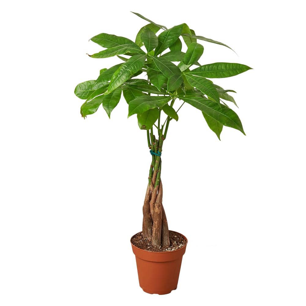 money tree guiana chestnut (pachira braid) plant in 4 in. grower pot  6_pachira_braid - the home depot