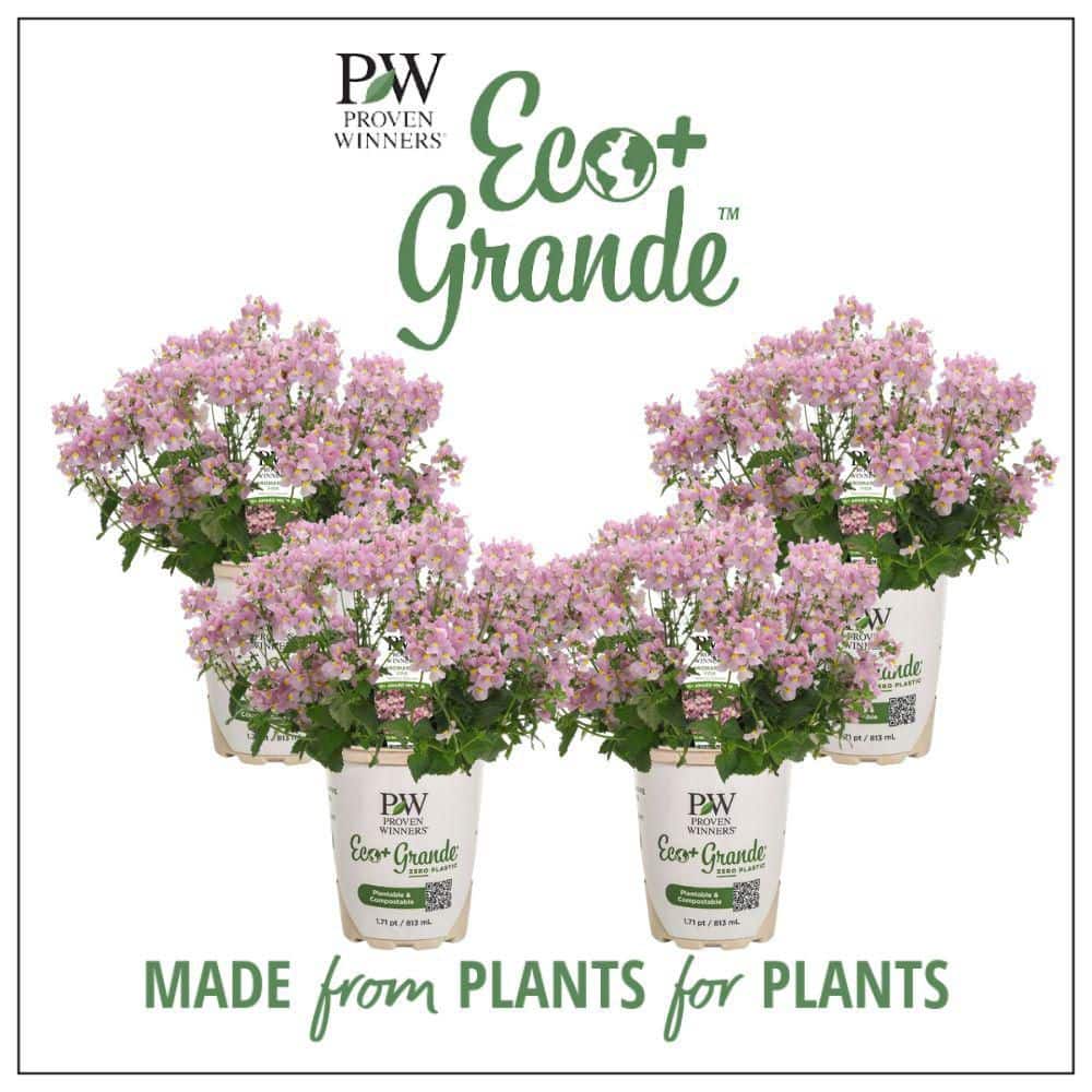 4.25 in. Eco plus Grande Aromance Pink (Nemesia) Live Plants, Pink Flowers (4-Pack) price history on PriceWatchPro