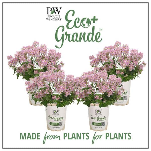 PROVEN WINNERS 4.25 in. Eco plus Grande Aromance Pink (Nemesia) Live Plants, Pink Flowers (4-Pack)