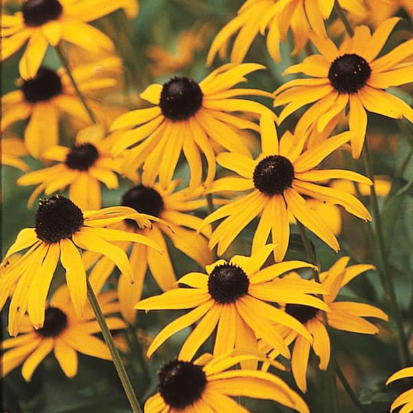 Spring Hill Nurseries Black-Eyed Susan (Rudbeckia) Yellow Flowering Perennial Live Bareroot Plant (5-Pack)