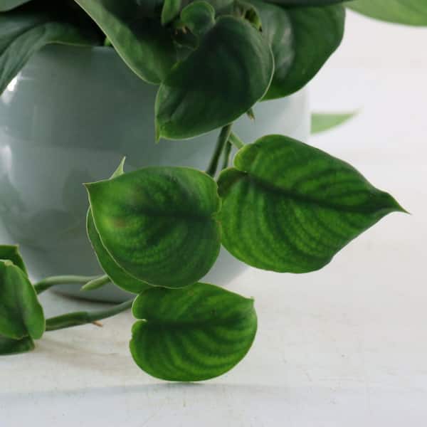 national PLANT NETWORK 6 in. Pothos Jade Satin Plant in Grower Container  HD2432 - The Home Depot