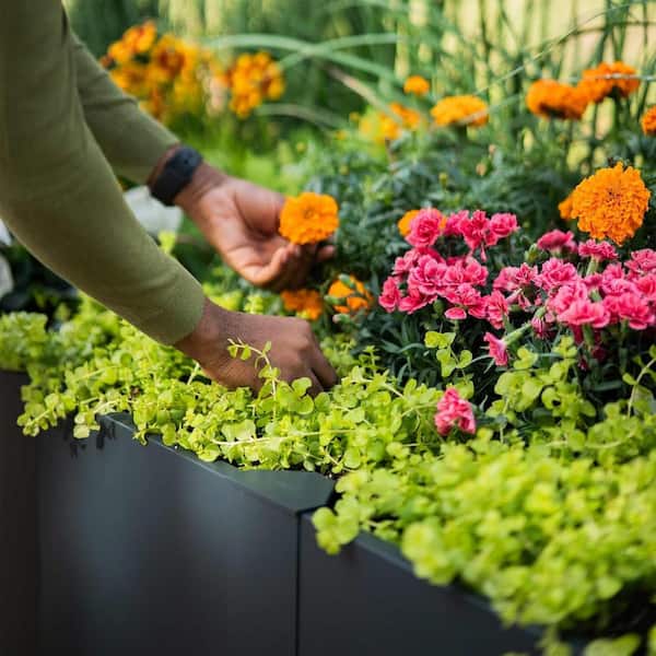 Plants 46432274.jpg