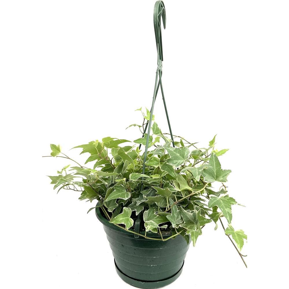 Wekiva Foliage Variegated English Ivy Hanging Basket-Live Plant in